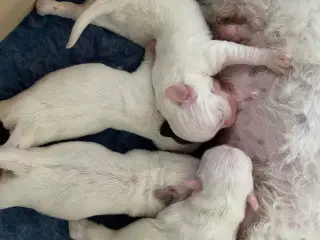 Hundehvalpe Coton de Tulear