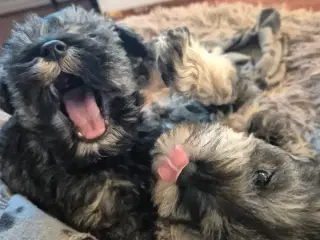 Dværgschnauzer, hvalpe, 8 uger