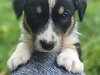 Welsh Corgi Cardigan Hvalpe