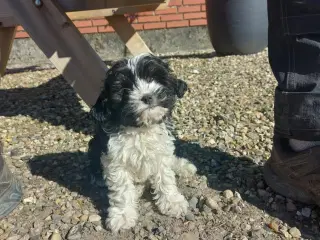Cavapoo hvalpe