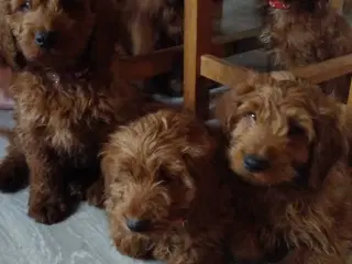 Krøllede Cockapoo Bamser