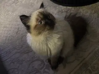 Ragdoll Killing 