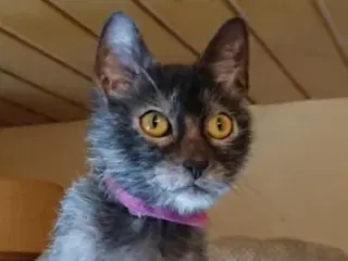 Lykoi ( Werewolf cat )