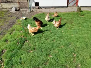 kyllinger