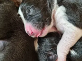 Border collie med DKK stamtavle