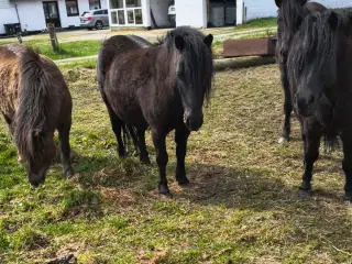 3 stk. 4 års ponyvalakker, ca. 1,20 i stang