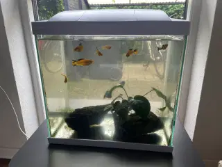 Akvarie med fisk og tilbehør