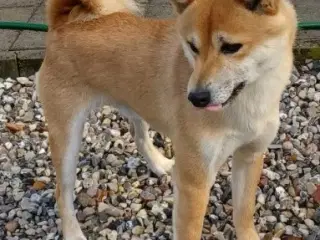 Shiba Inu