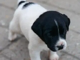 Labrador blandinger