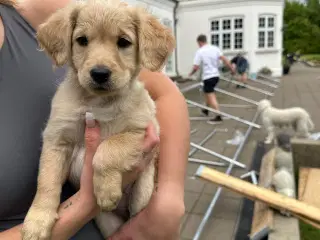 Goldendoodle