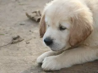 Verdens smukkeste Golden Retriever hvalpe til salg