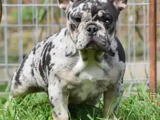 Fransk bulldog hvalp. NEDSAT!