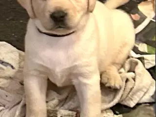 Labrador hvalpe