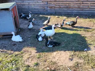 Moskusænder klar til avl næste år.