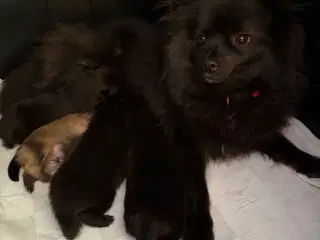Pomeranian han hvalpe