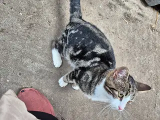 Han kat