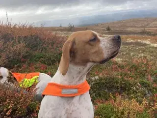 Pointer Tæve Sælges!