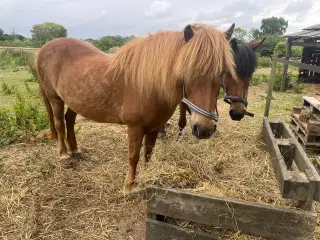 Islænder samt blandings pony sælges