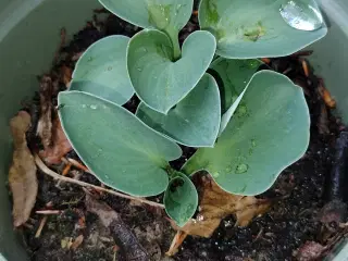 Hosta Blue Mouse Ears 
