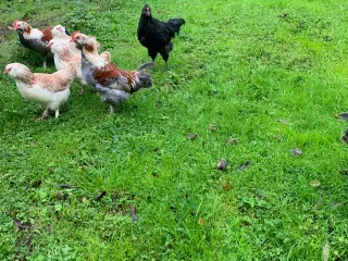 HANER: silkehøns, Dværg Faverolles, Olivenlægger