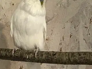 14 australske og 6 engelske undulater sælges