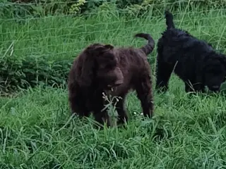 Puddel/Flatcoated Retriever 