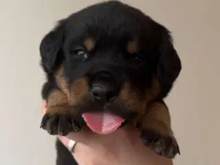 Golden Retriever/Rottweiler hvalpe til salg