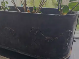 Stor italiensk Blomsterskjuler af tin