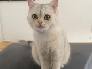 British Shorthair 🤍