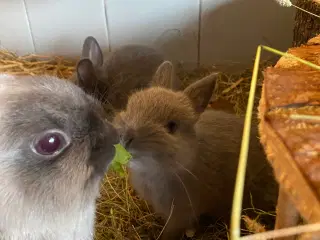 Hermelin hun kanin Zobel blå