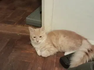 Skøn maincoone blanding 