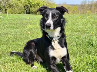 Border Collie søger nyt hjem