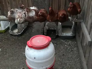 høns + kok