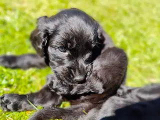 Cockerpoo - Cavapoo doodle hvalp-besøg os gerne 