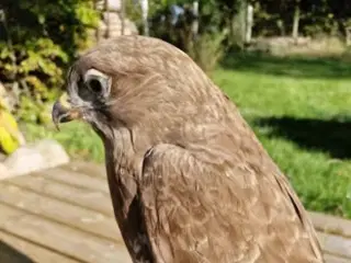 Siddende musvåge med flot fjerpragt sælges