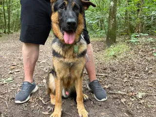 Dejlig hanhund