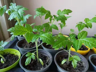 Tomatplanter flere forskellige