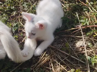 Katte killinger søger nyt hjem