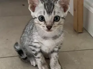 Smukke Bengaler
