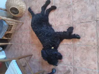 Labradoodle han til parring