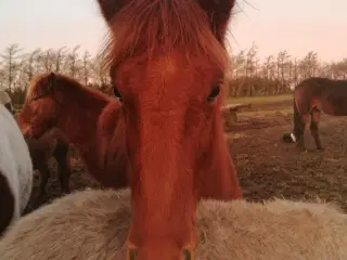 Pinto islænder blending