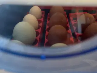 Daggamle kyllinger sælges løbende