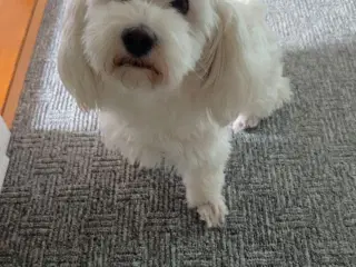 3 årige Luna (bichon havanais) søger nyt hjem