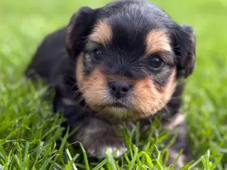 Cavalier/Bichon Blanding 