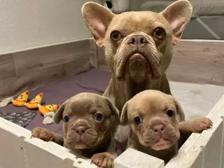 Fransk bulldog hvalp