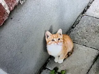 Kattekilling