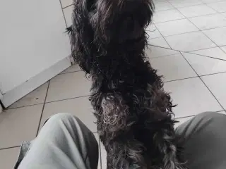 Cavapoo 