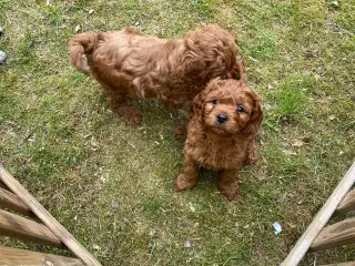 Cavapoo babyer
