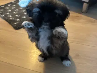 Nuttet Lhasa apso han hvalp