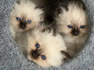 Hellig Birma killinger m stamtavle 